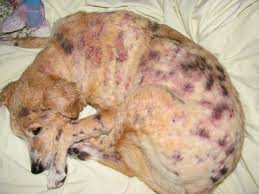 eczema in dogs