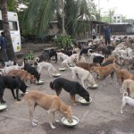 Flea Control For Dogs