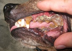 tartar on dogs teeth