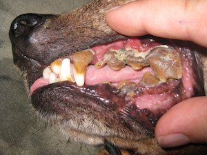 tartar on dogs teeth