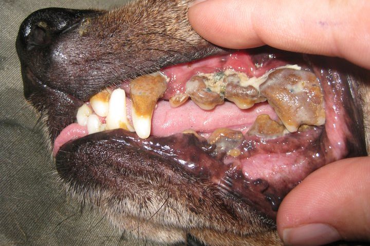 how to get rod of tartar on dogs teeth