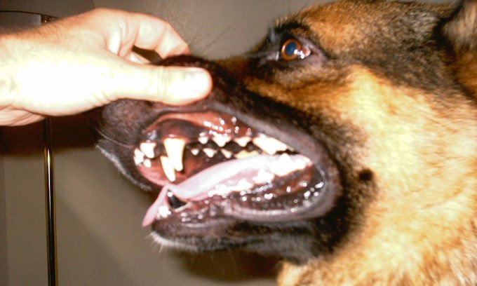 how to get rid of tartar on dogs teeth