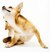 skin allergies in dogs