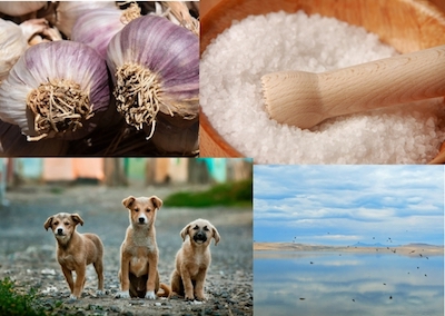 Natural Antibiotic For Dogs - Look at the Big Picture