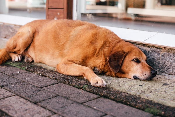 Obesity In Dogs – Understanding It Leads To Solutions