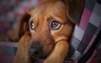 inflammation in dogs