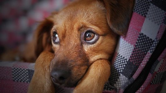 Inflammation In Dogs Is A Healthy Response