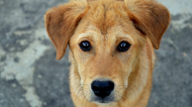 chronic inflammation in dogs