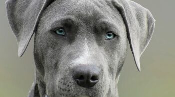 supporting dogs with cancer