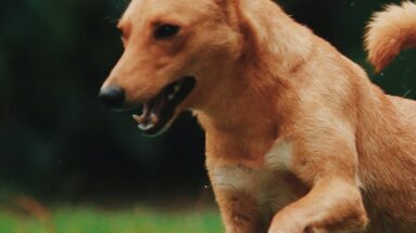 the importance of the microbiome in dogs