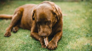 poisoning of dogs