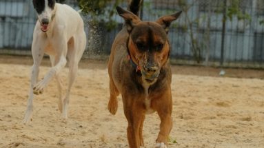 feeding diabetic dogs