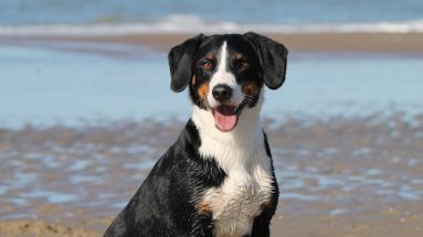 dog health