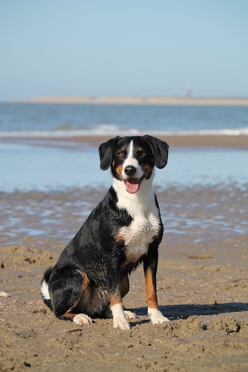 How To Have The Best Dog Health